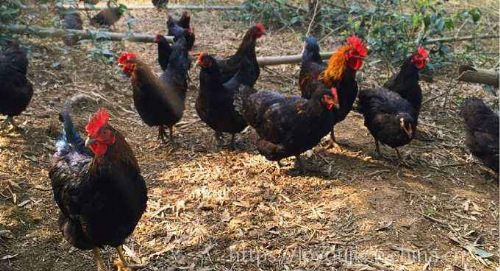 有機家禽養殖技術與光禽屠宰生產全流程解析