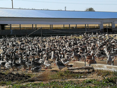 全國農業大摸底 從安徽法式鵝肝到光禽產業，透視中國農業的多元與融合